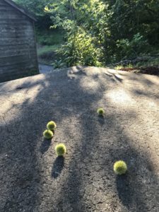 栗の写真