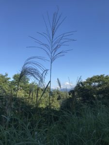 ススキの写真