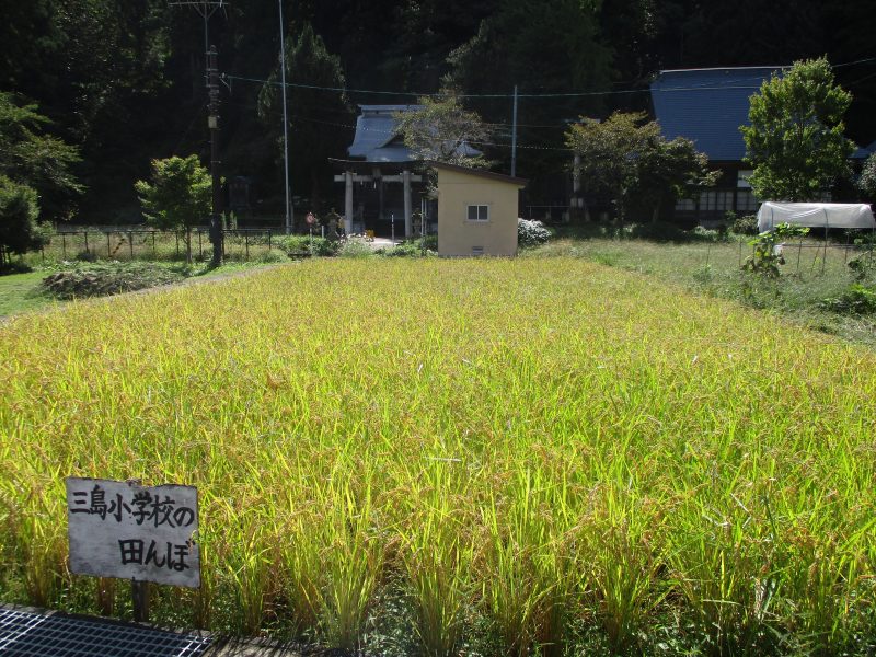 三島小学校の田んぼの写真1