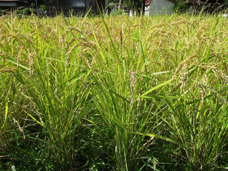 三島小学校の田んぼの写真2
