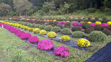 「ざる菊園」令和2年10月26日以降の様子
