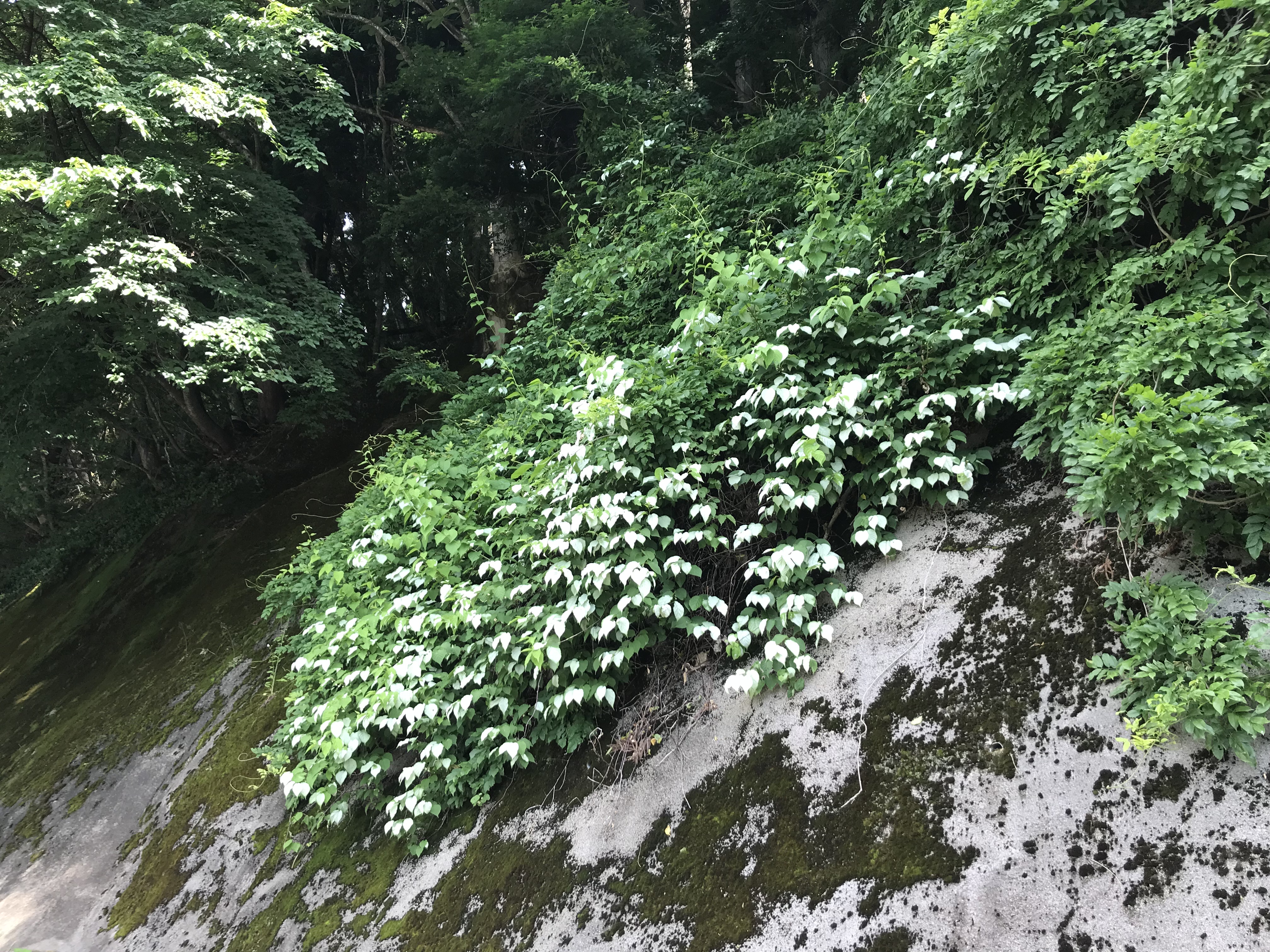 マタタビ全体の写真