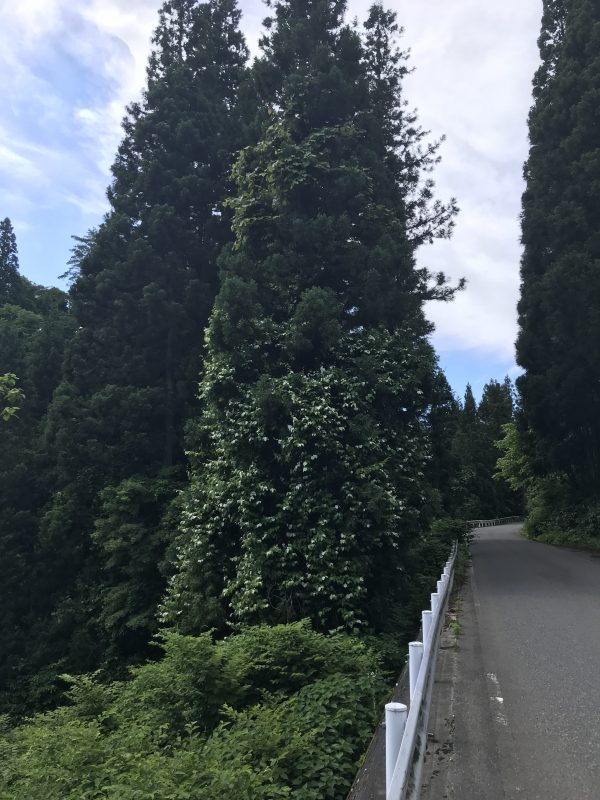 マタタビの写真