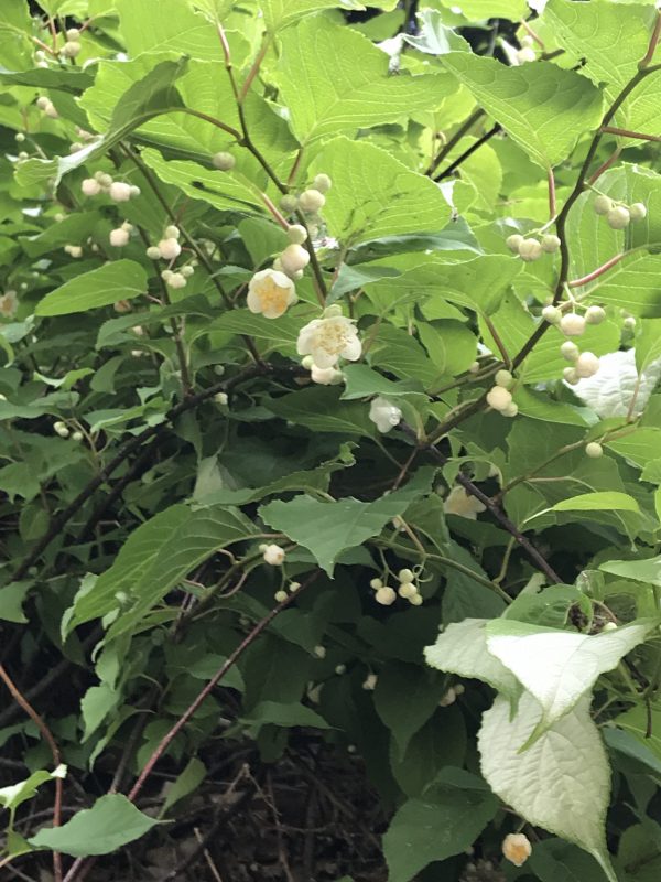 マタタビの花の写真