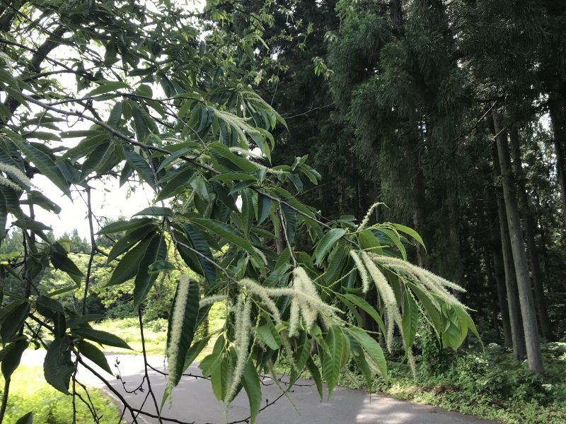 栗の花が開会した様子