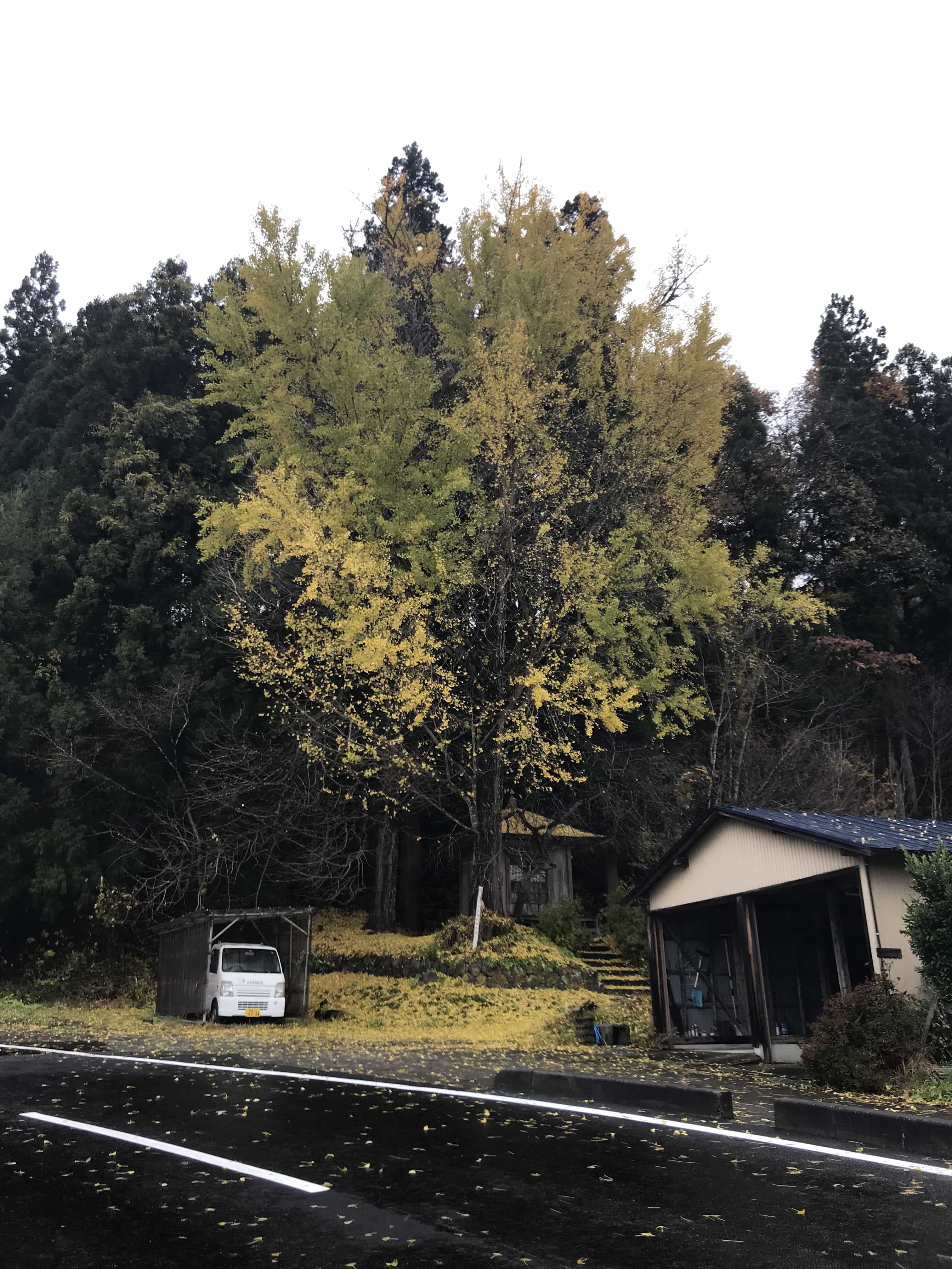 銀杏の木の写真