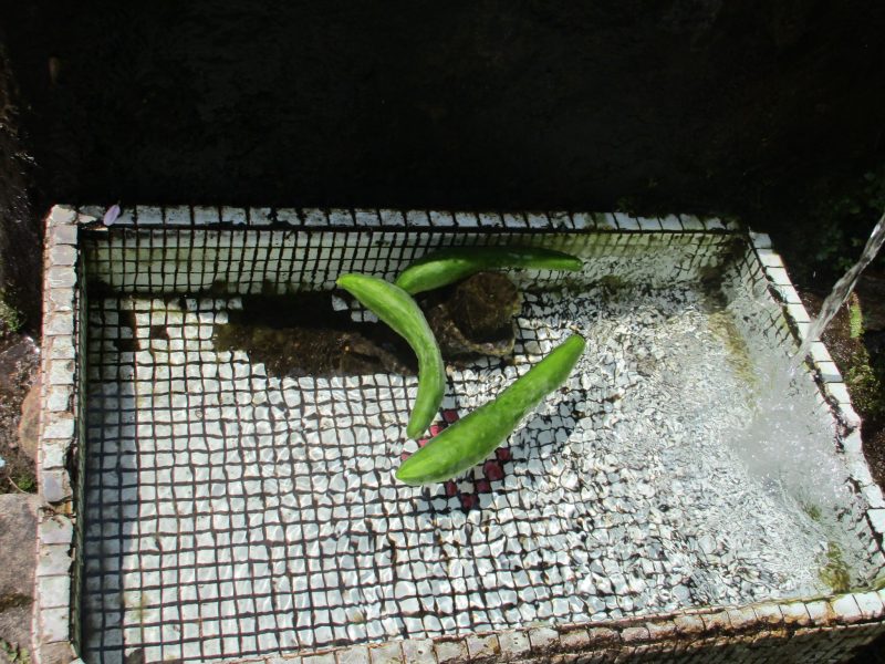 湧き水でキュウリを冷やしている様子