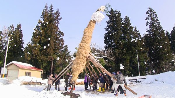 藁で巻いた御神木を立てている様子