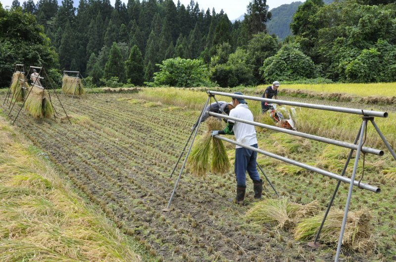 「さで掛け」で乾燥させている様子