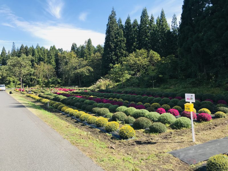 菊園の様子