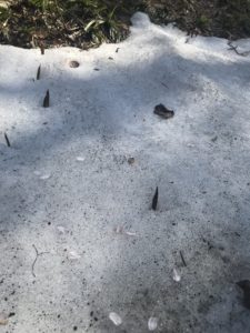 残雪から突き抜けるカタクリの新芽と桜の花びらの写真