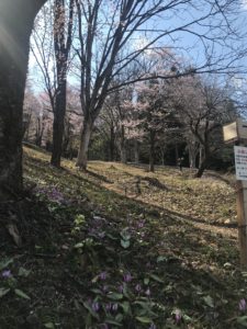 カタクリとオオヤマザクラの写真3