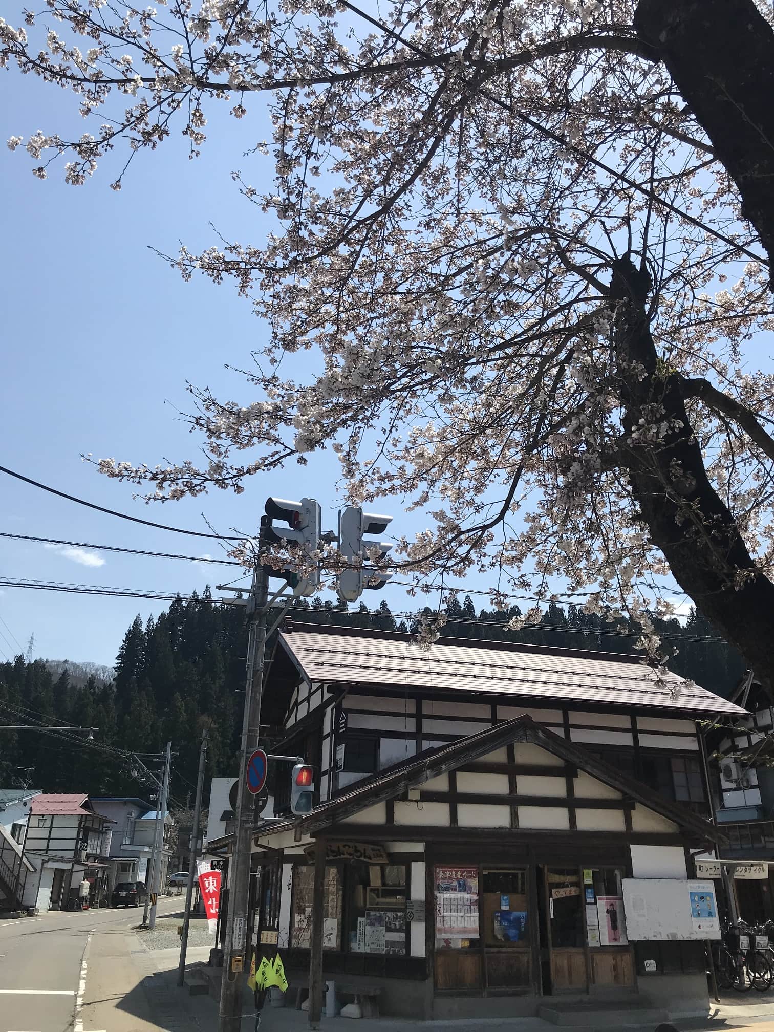 会津信用金庫前桜の写真
