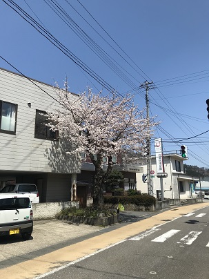 会津信用金庫前桜の写真2