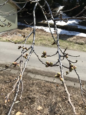 間方地区入口の桜の写真