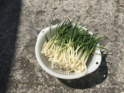 初物 あさつきの写真