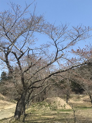 大谷河川敷桜の写真