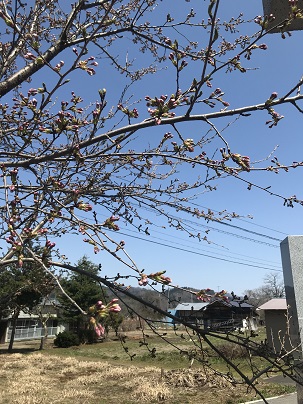 桑原神社前桜の写真