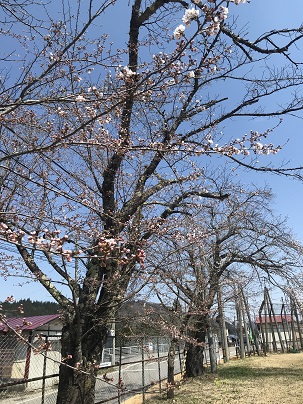 三島中学校桜の写真