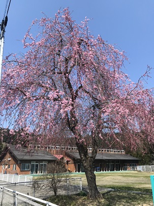 保育所しだれ桜の写真