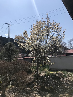 こぶしの花の写真