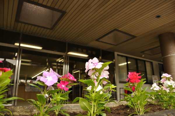 花壇に植えられた色とりどりの日々草の写真