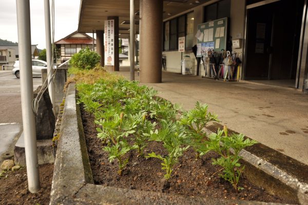 花壇に植えられたマリーゴールドの写真
