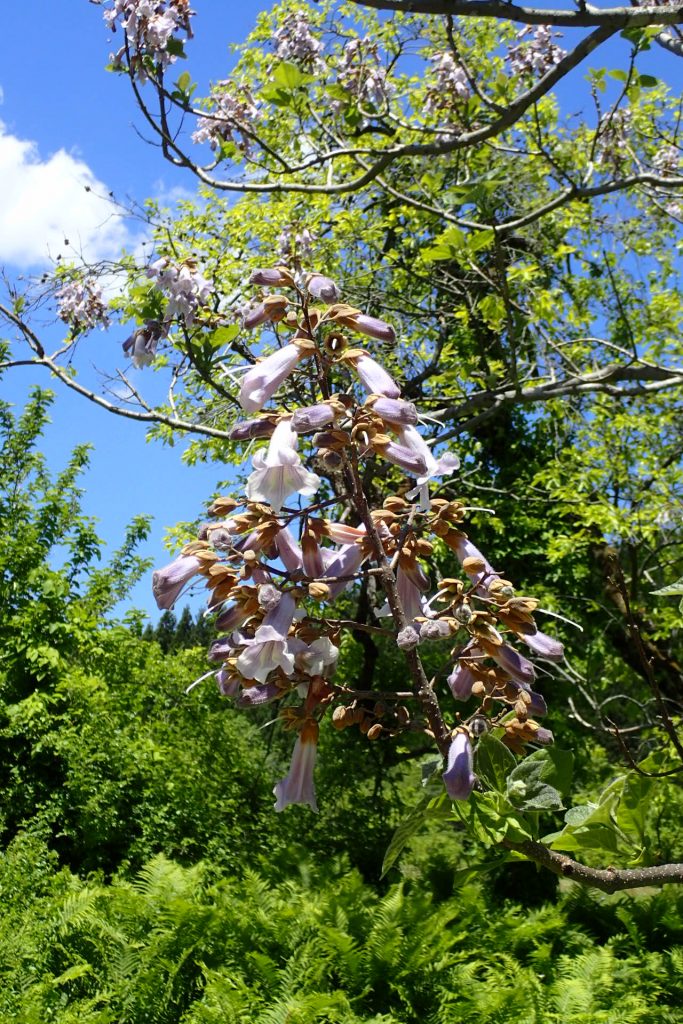 桐の花2