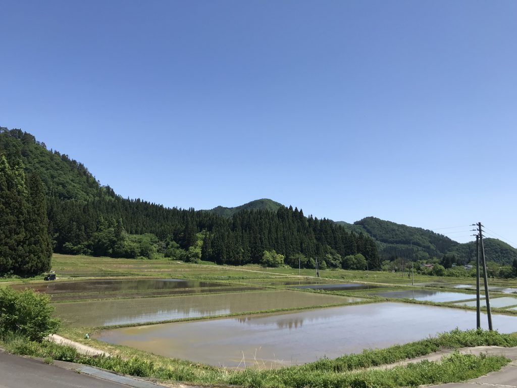 田んぼの写真