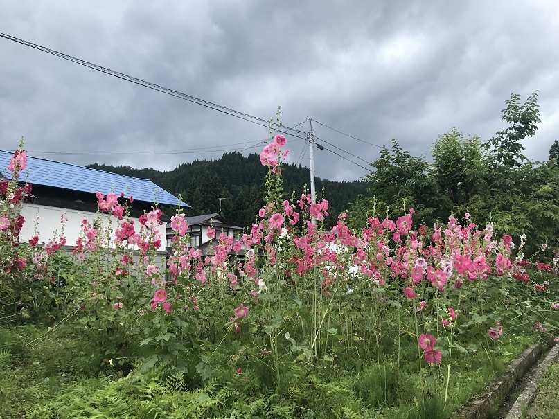 タチアオイの写真
