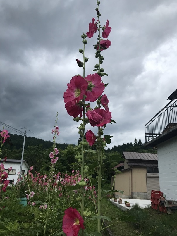 タチアオイ(赤)の写真2