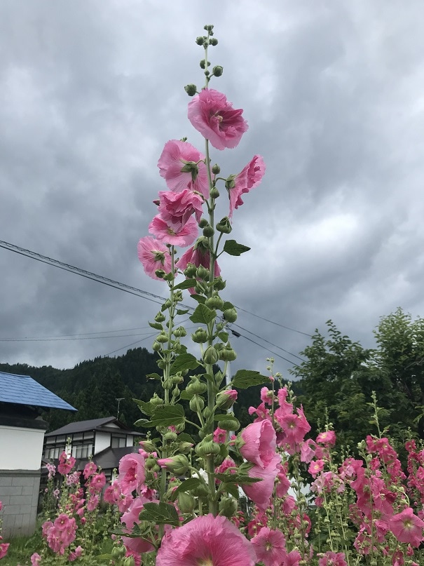 タチアオイ(ピンク)の写真3