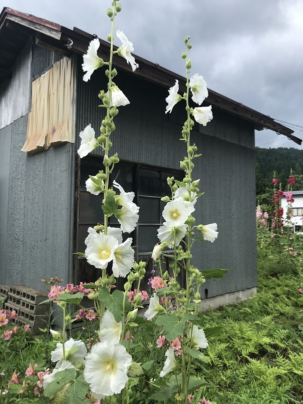 タチアオイ(白)の写真4