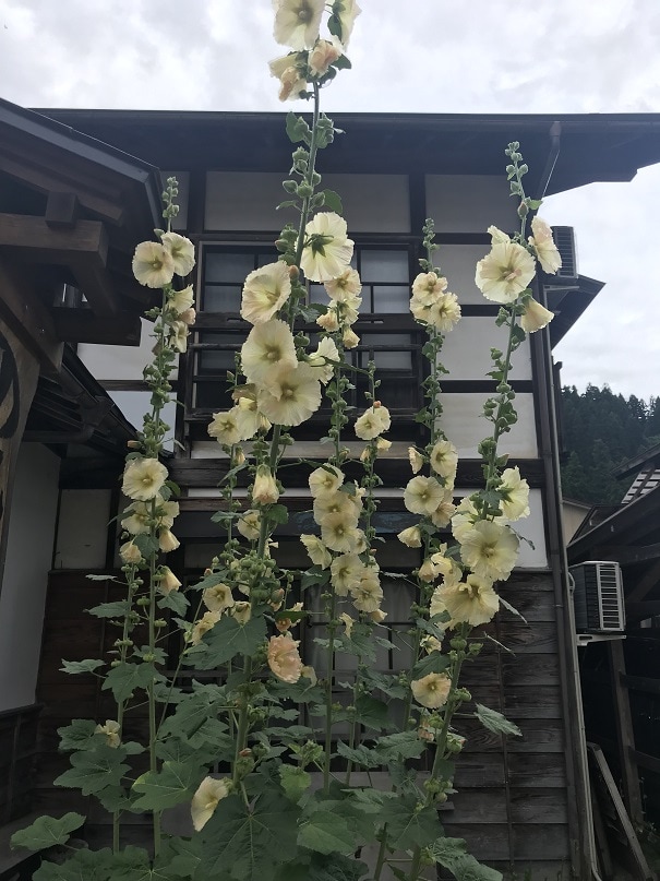 タチアオイ(白)の写真5