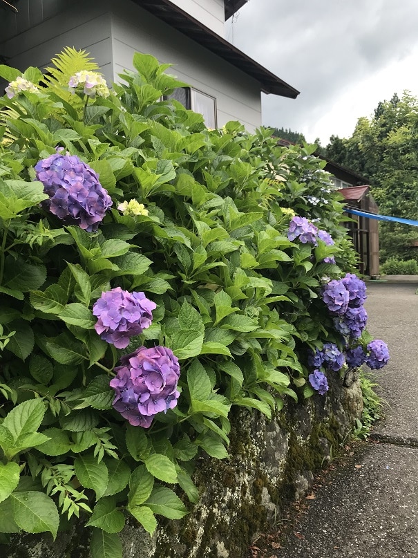 紫色のアジサイの写真