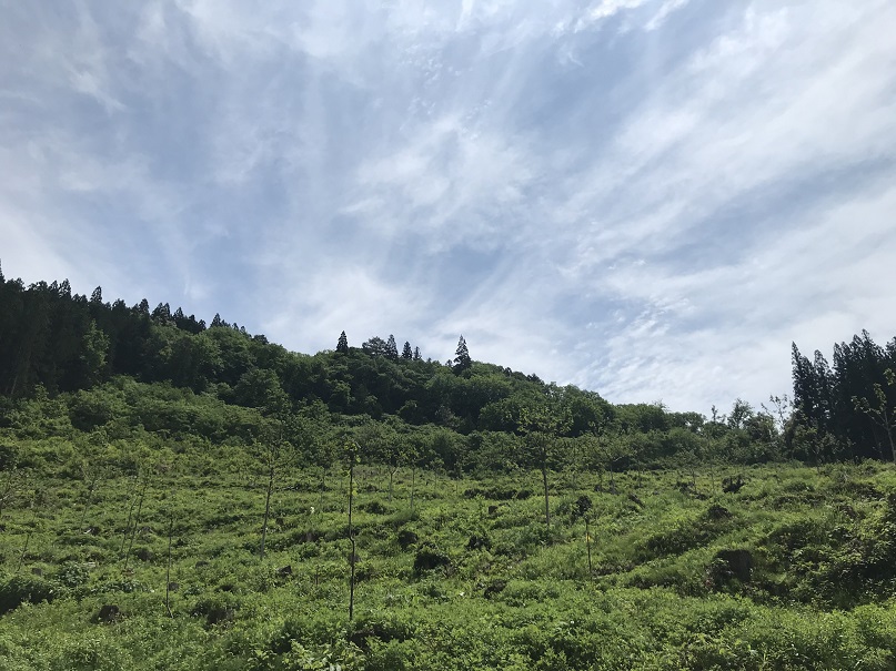 千本林桐全景