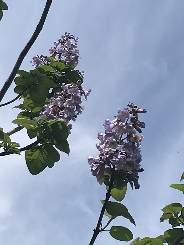 千本林桐の花アップ