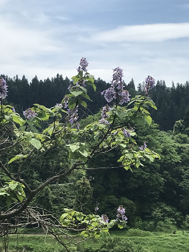 ふるさと荘前桐の花