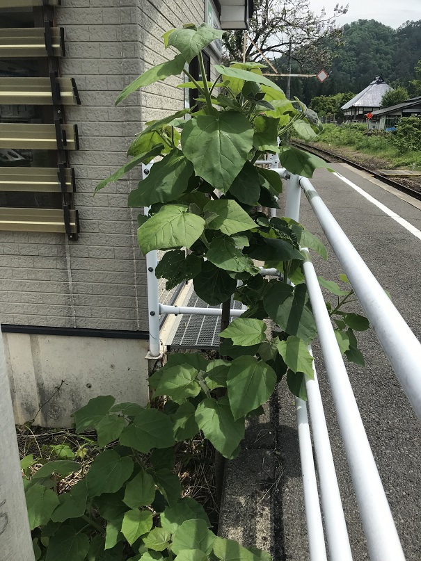 西方駅ホーム桐