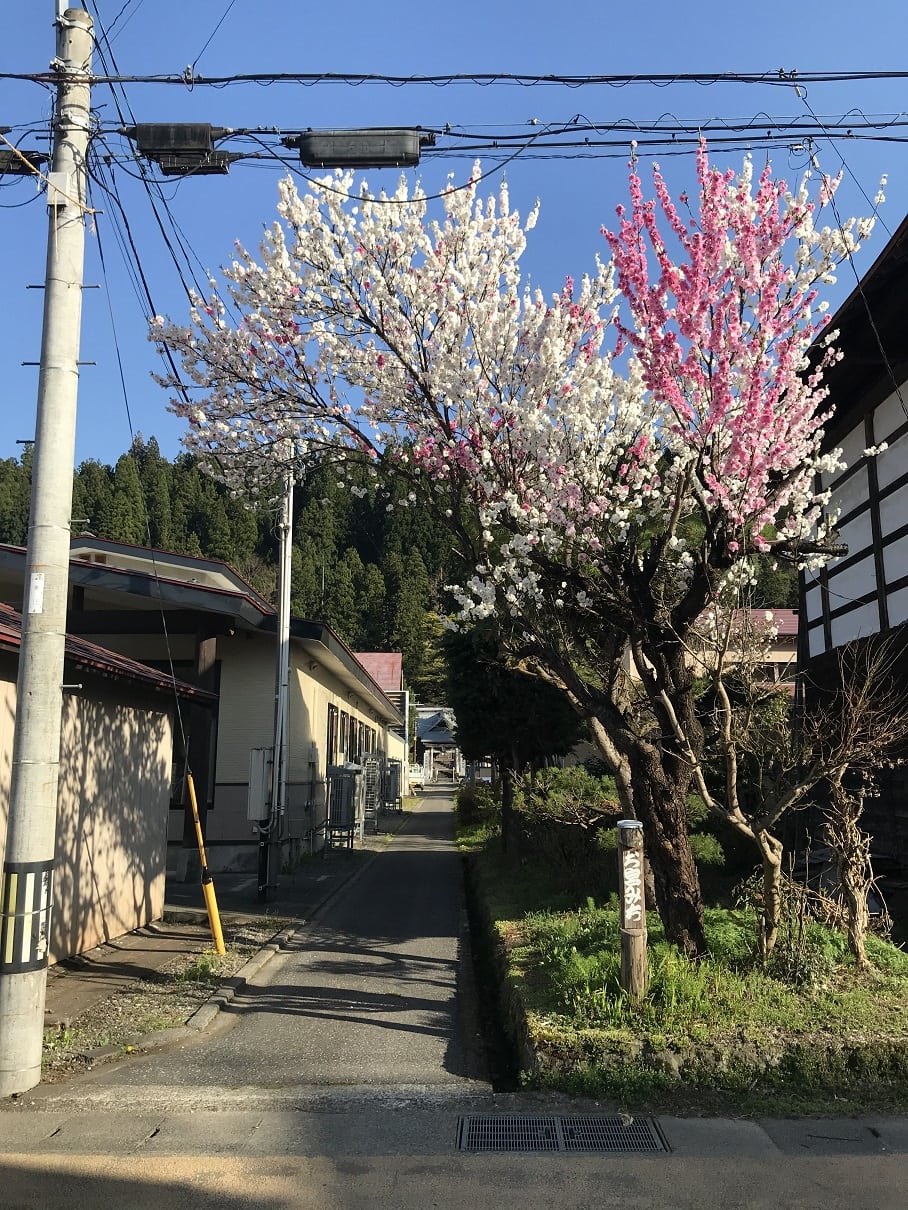 宮下花桃(1)