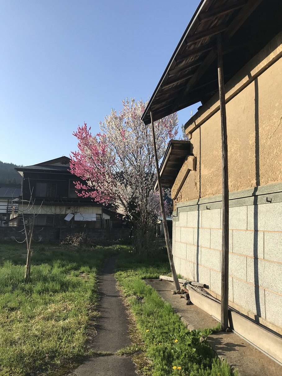 宮下の花桃