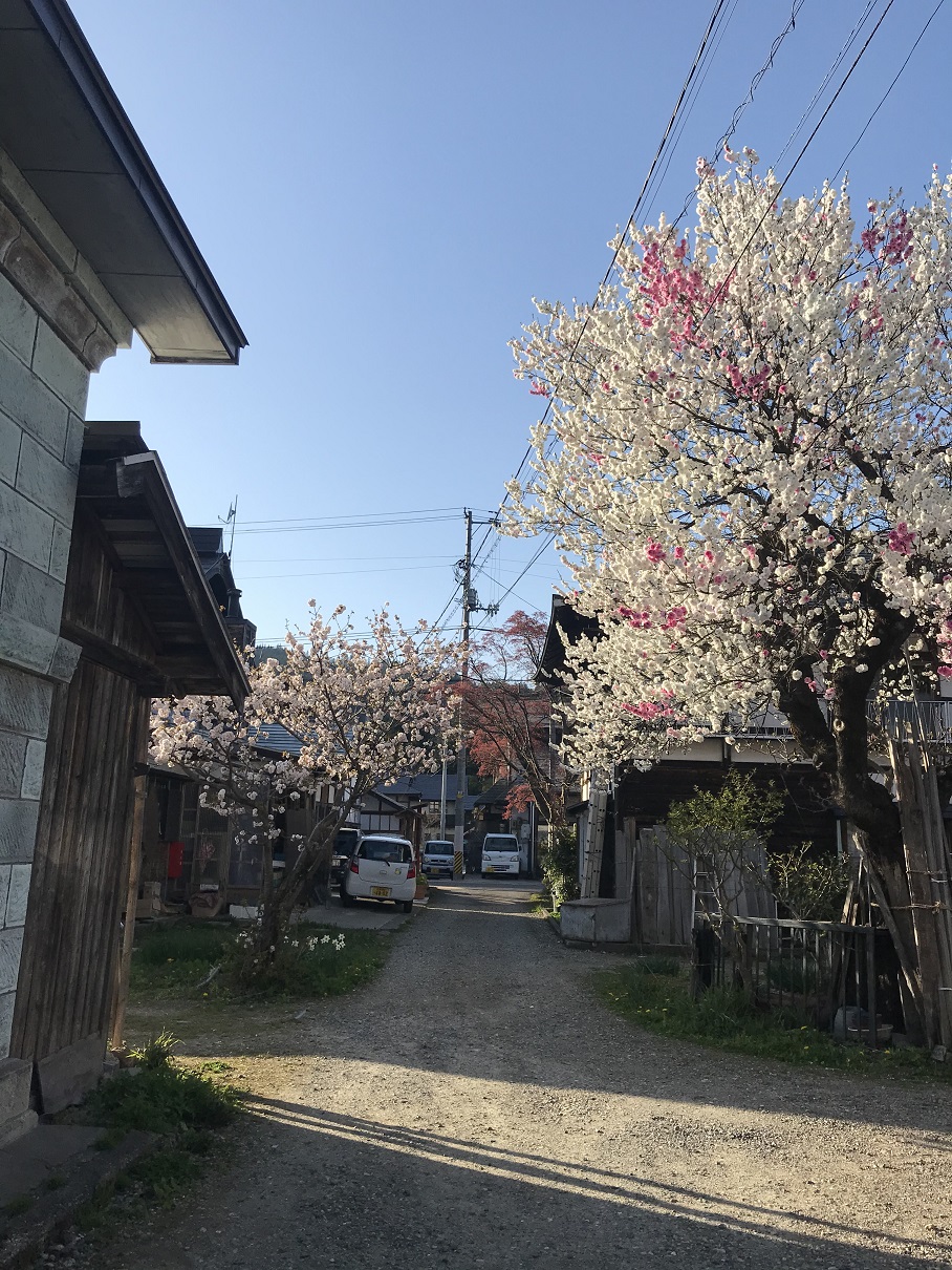 花桃と小径