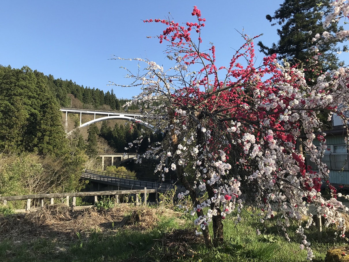 アーチ3兄弟花桃
