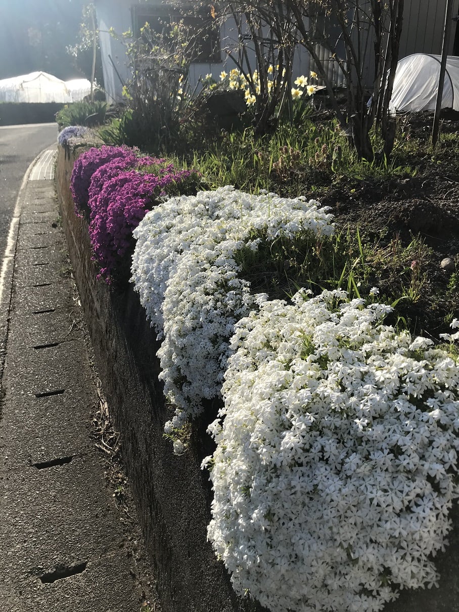 芝桜