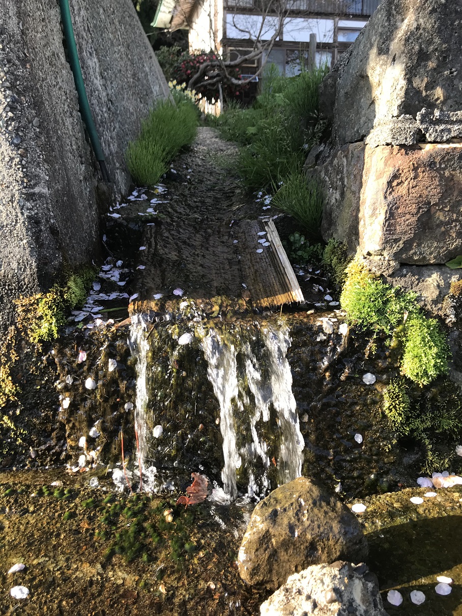 花びらと水路