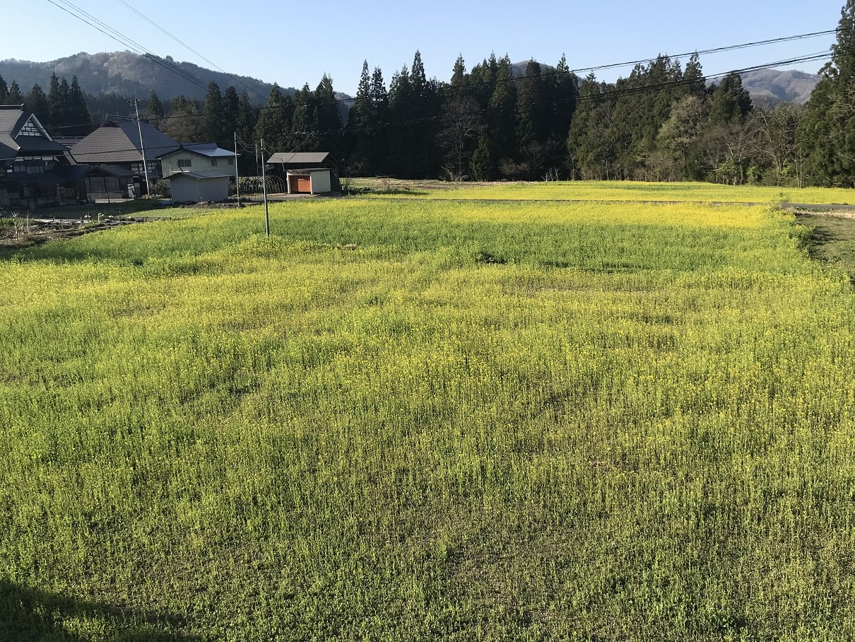 川井地区菜の花