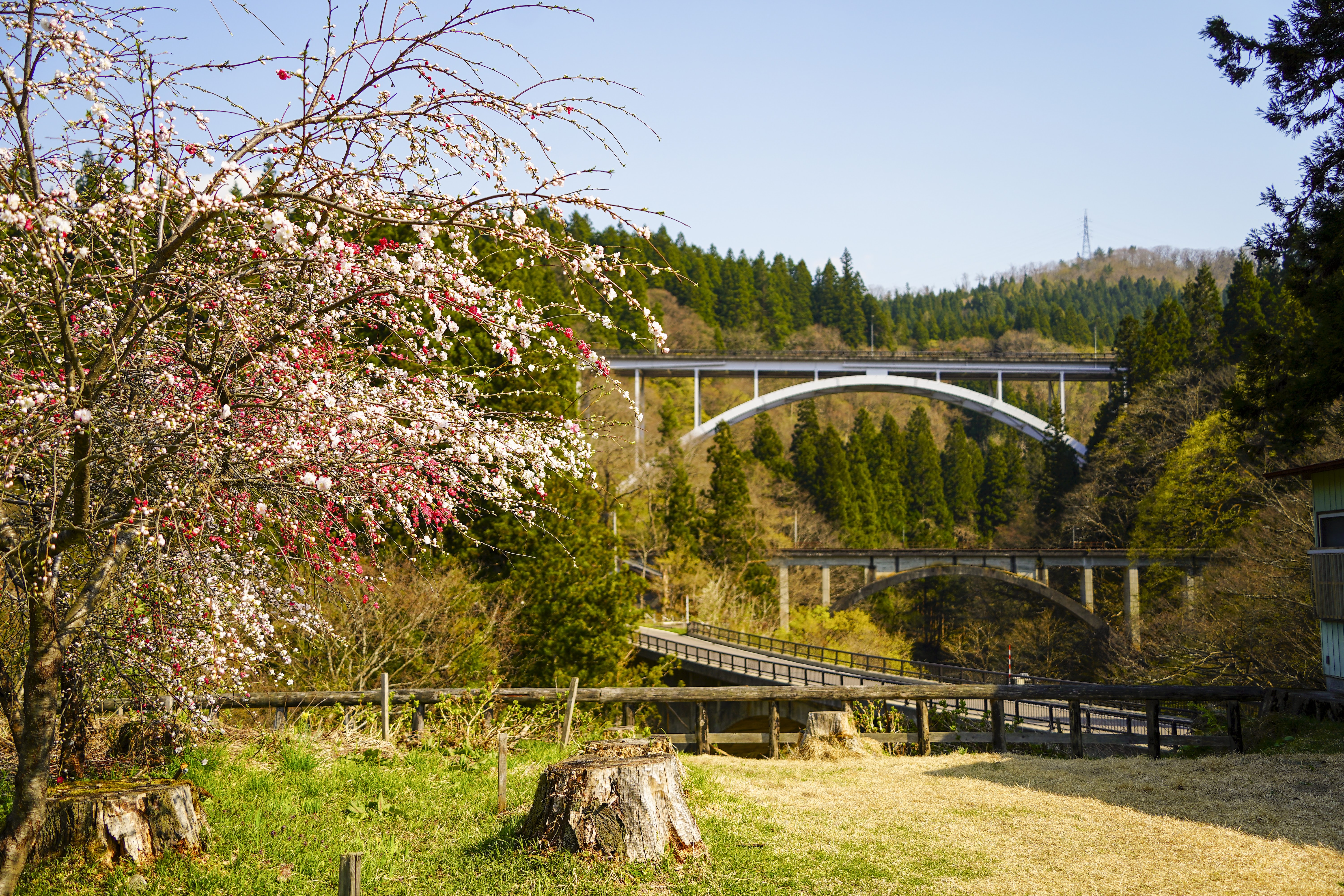 季節の画像　春08