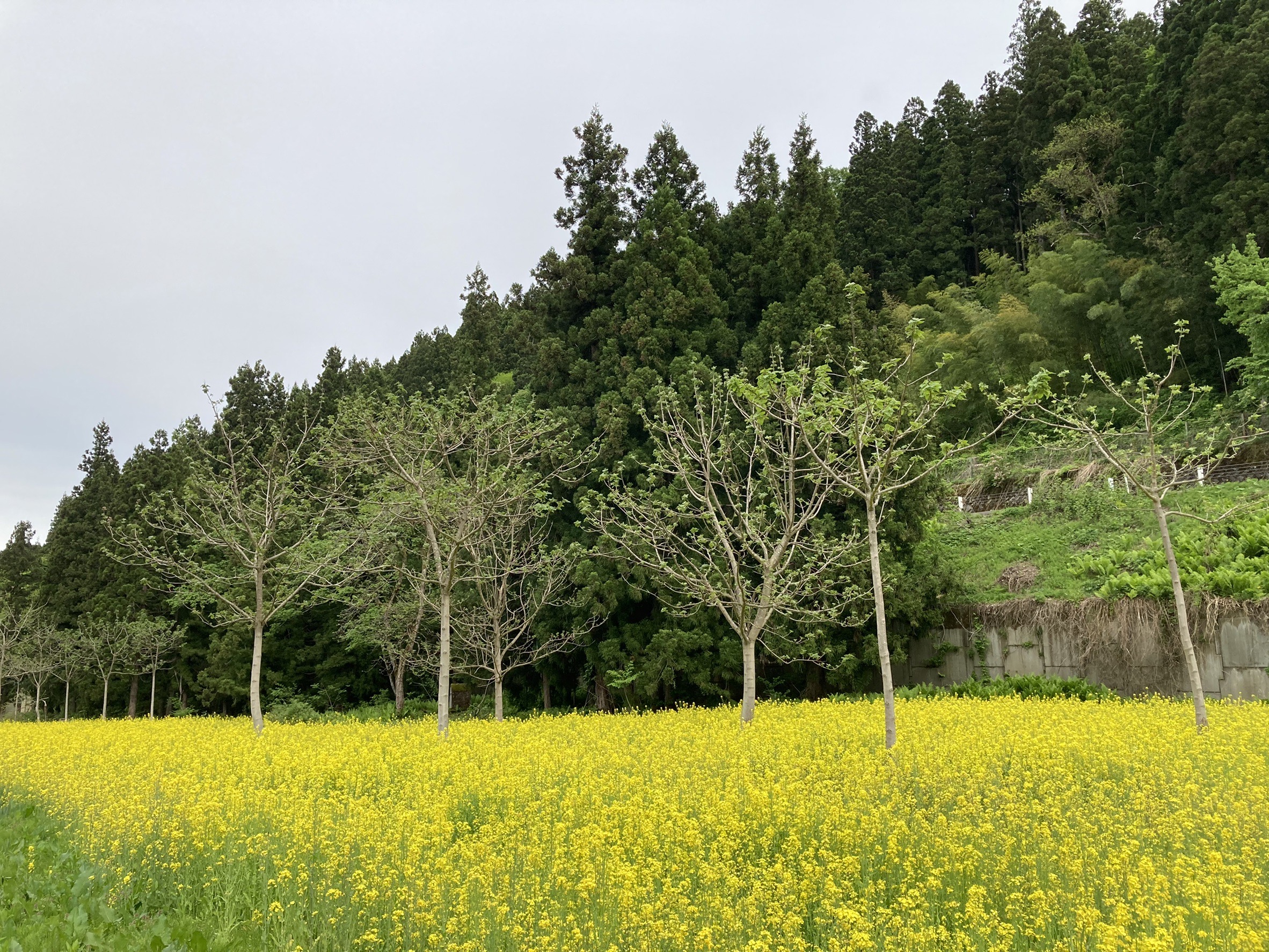 季節の画像　春12