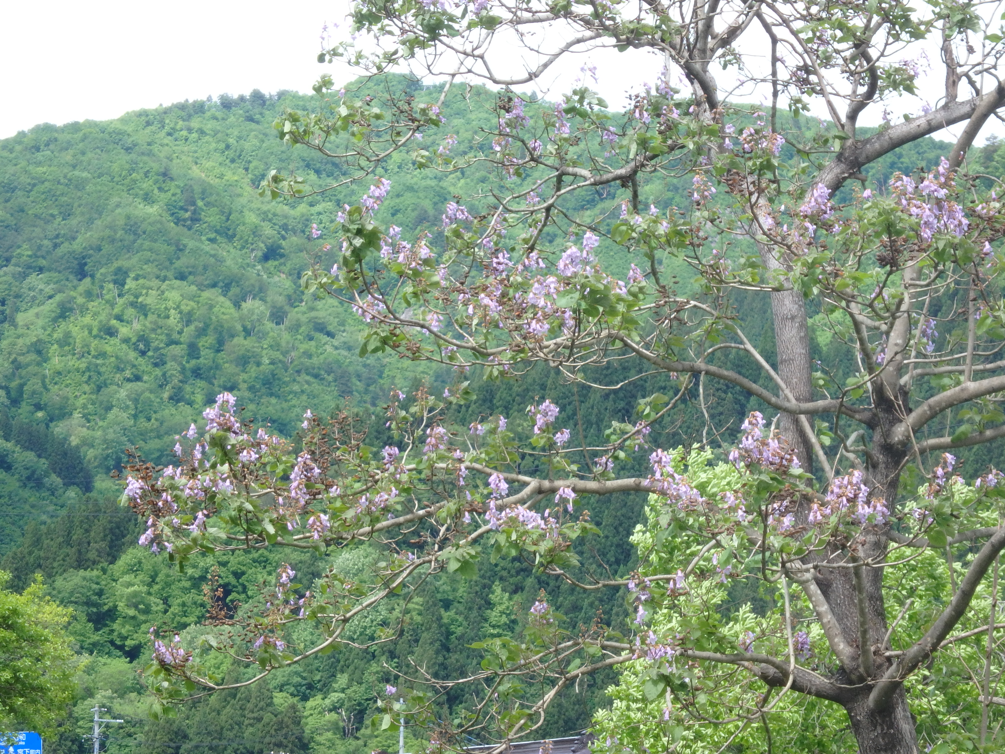 季節の画像　春19