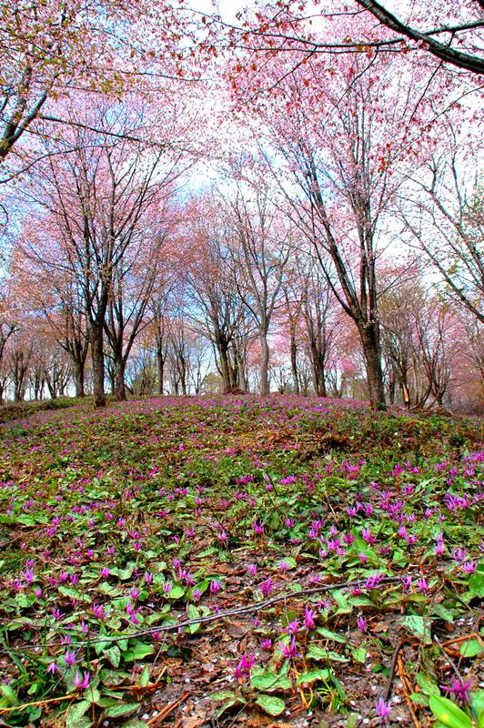 季節の画像　春35